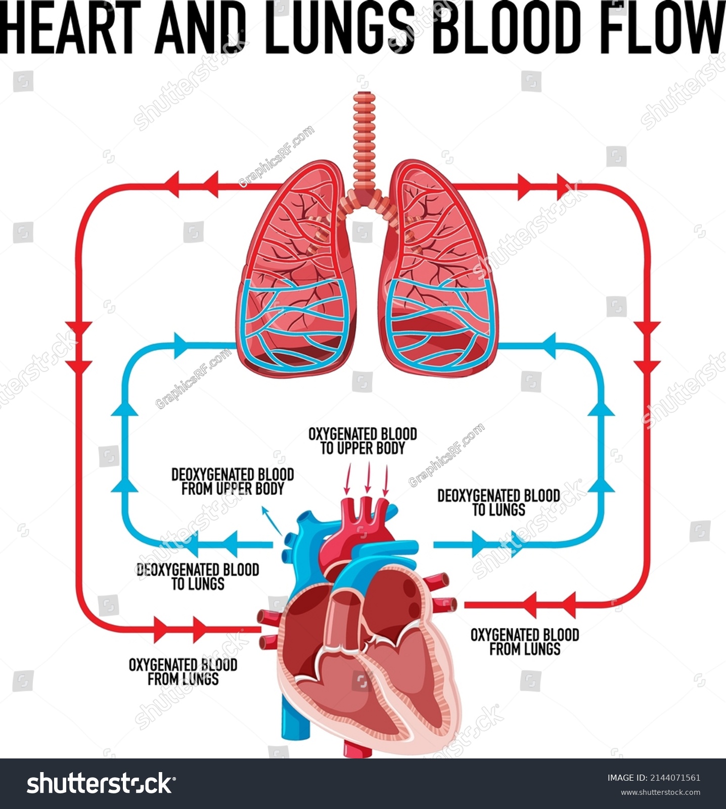 Diagram Showing Heart Lungs Blood Flow Stock Vector (Royalty Free ...