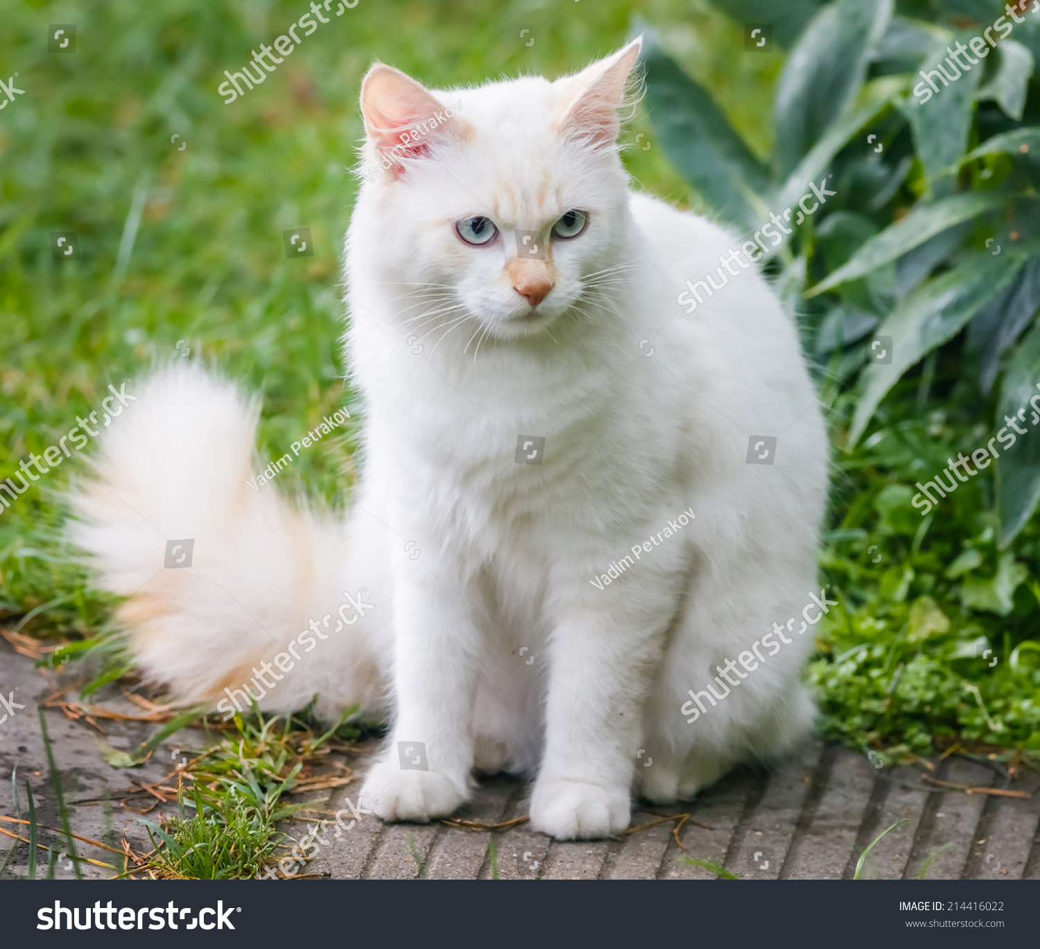 Какая порода белых котов. Сибирская ангорская кошка белая. Турецкая ангора белая. Турецкая ангорская кошка. Турецкая ангора биколор.