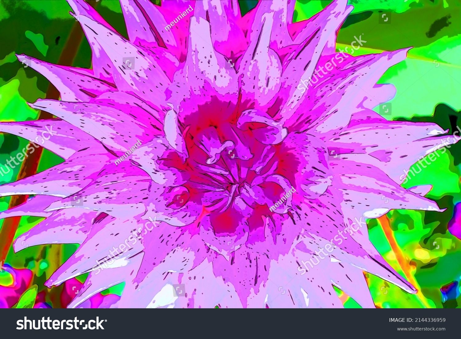 dahlia-genus-bushy-tuberous-perennial-plants-stock-illustration