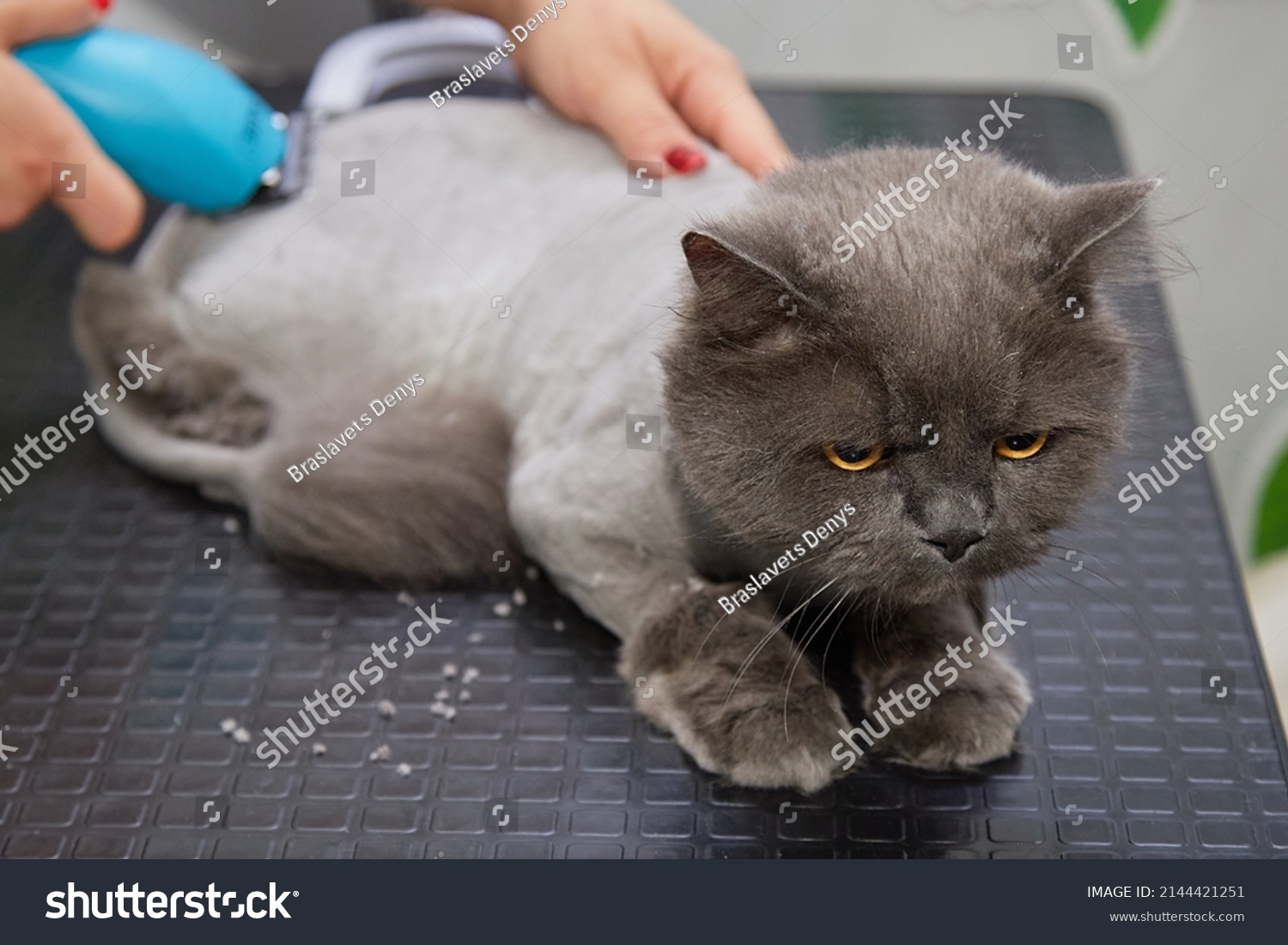 5 323 Cat Haircut Images Stock Photos Vectors Shutterstock   Stock Photo The Cat S Hair Is Being Cut At The Animal Hairdresser Specialist Groomer 2144421251 