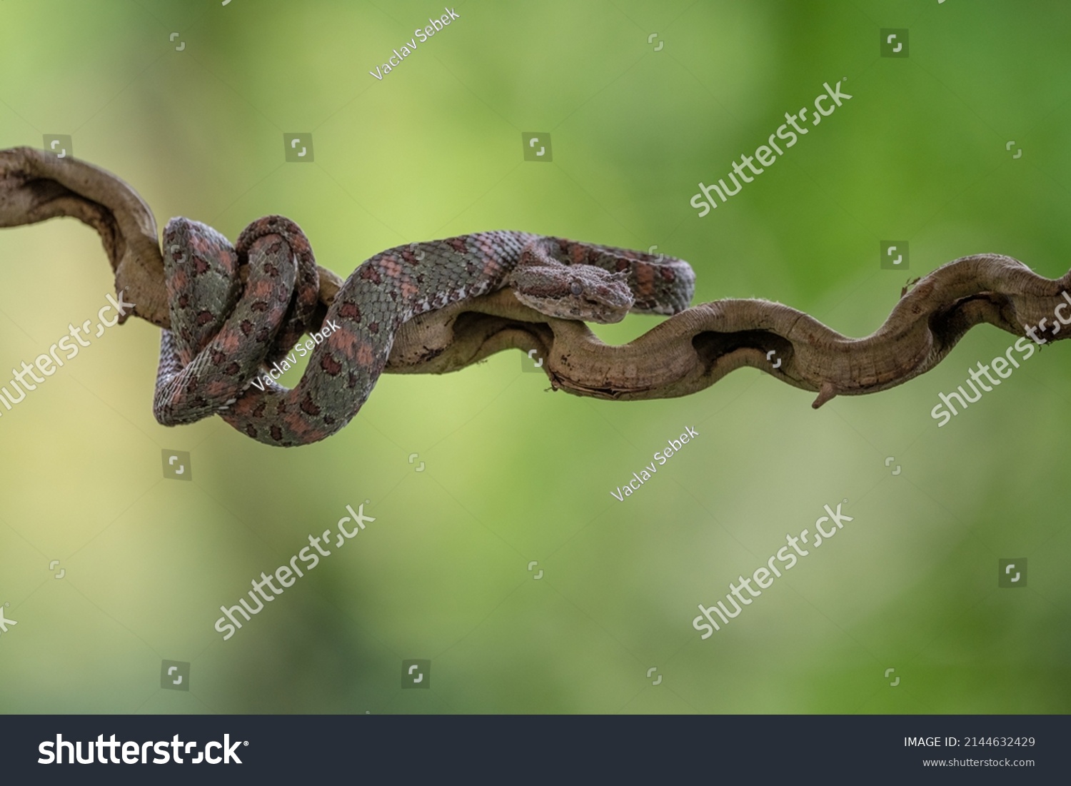 Bothriechis Lateralis Venomous Pit Viper Species Stock Photo 2144632429 ...