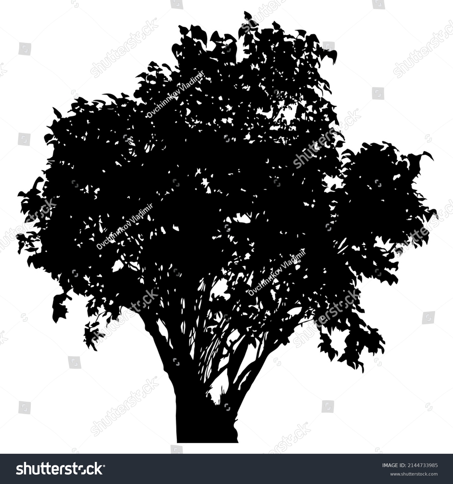 Silhouette Deciduous Tree On White Background Stock Vector (Royalty ...