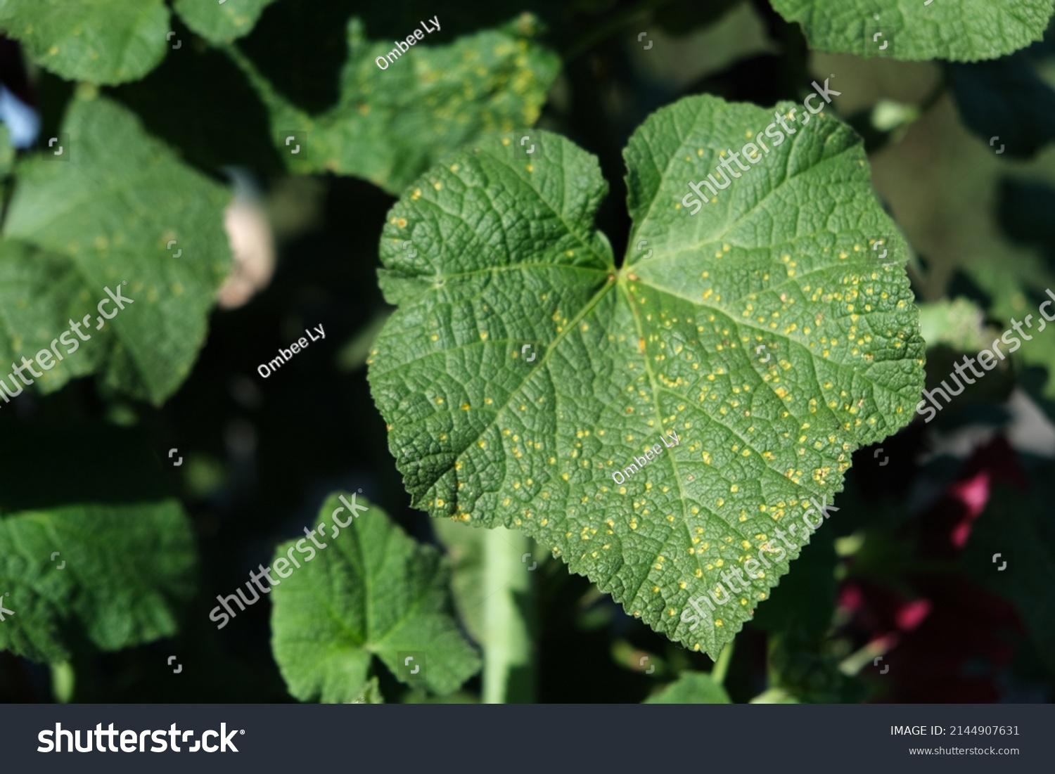 Hollyhock Leaves Diseases Diseases Plant Fungal Stock Photo 2144907631