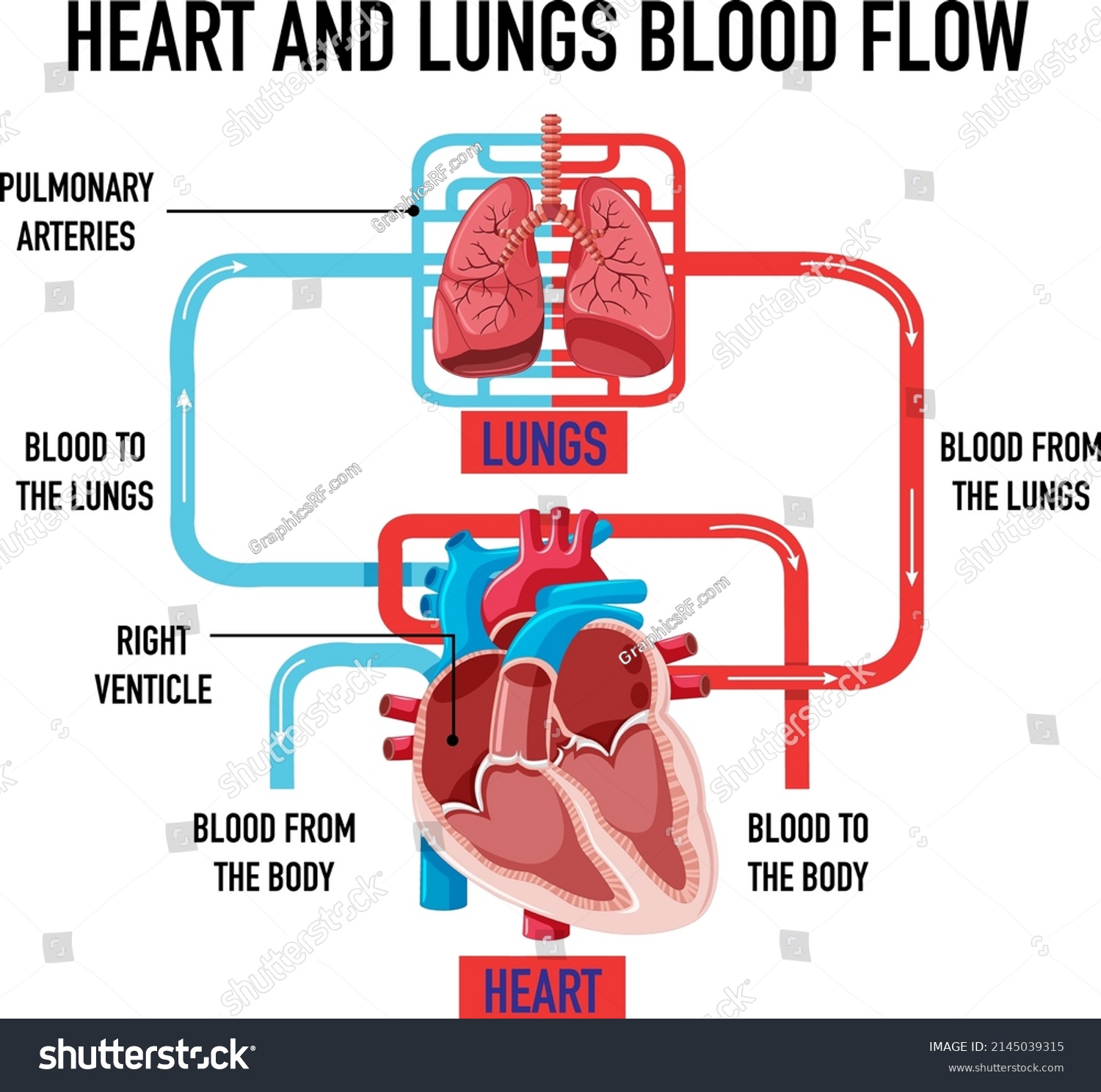 Diagram Showing Heart Lungs Blood Flow Stock Vector (Royalty Free ...