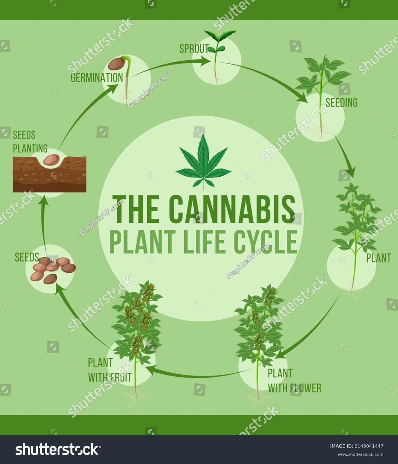 Cannabis Plant Life Cycle Illustration: เวกเตอร์สต็อก (ปลอดค่าลิขสิทธิ์ ...