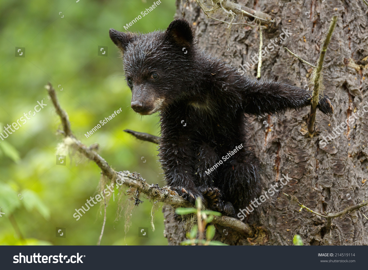 Black Bear Cub Tree Stock Photo 214519114 | Shutterstock