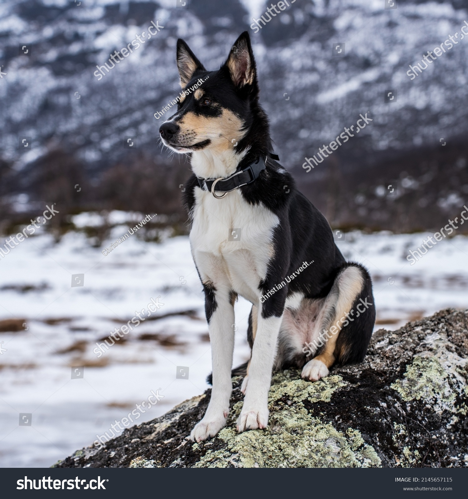 is the lapponian herder a good breed of dog