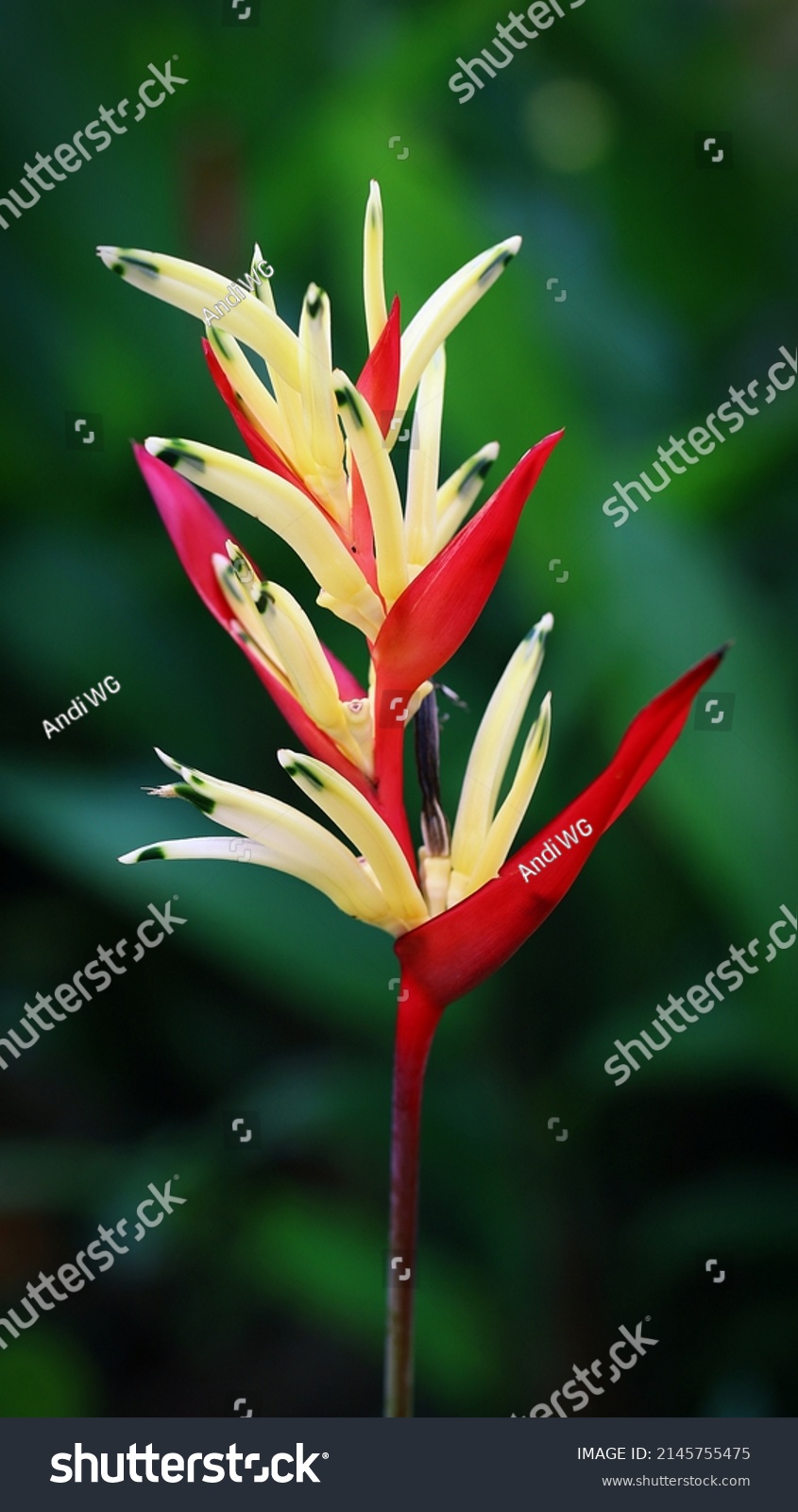 Parakeet Flower Aka Parrots Beak Flower Stock Photo 2145755475