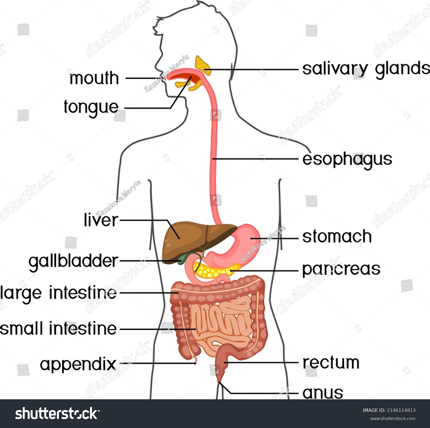 Scheme Structure Human Digestive System Educational Stock Vector ...