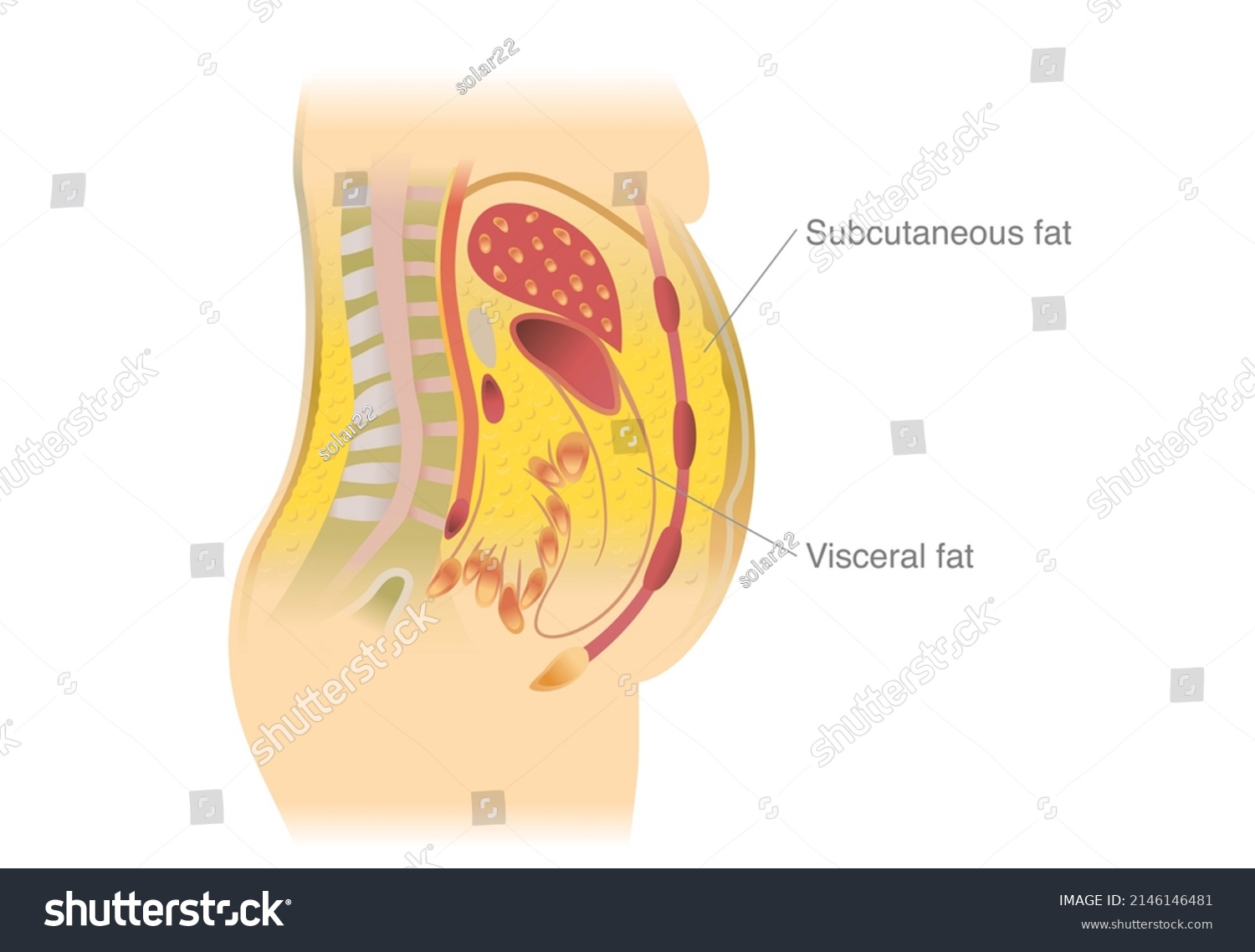 Visceral Fat Subcutaneous Fat Accumulate Around Stock Vector (Royalty ...