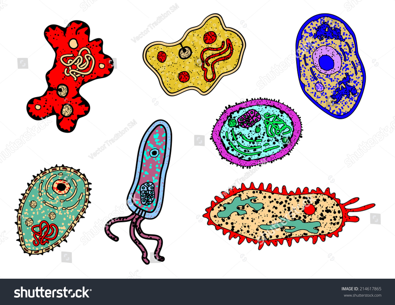 Cartoon Amebas Microbial Lifeforms Set Science Stock Vector (Royalty ...