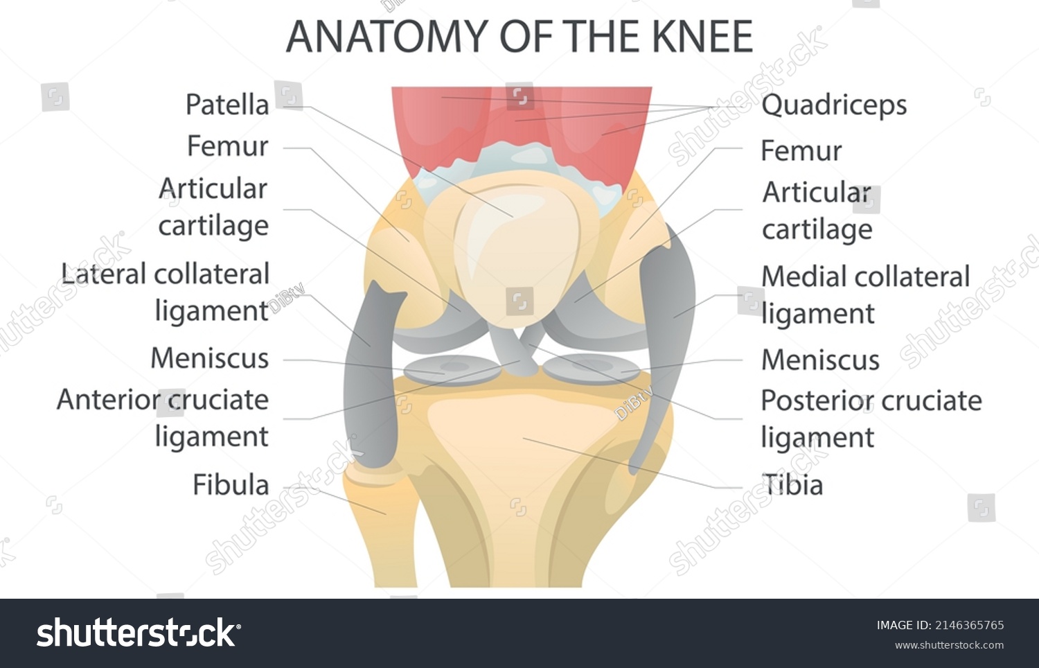 Anatomy Knee Showing Major Parts Which Stock Vector (Royalty Free ...