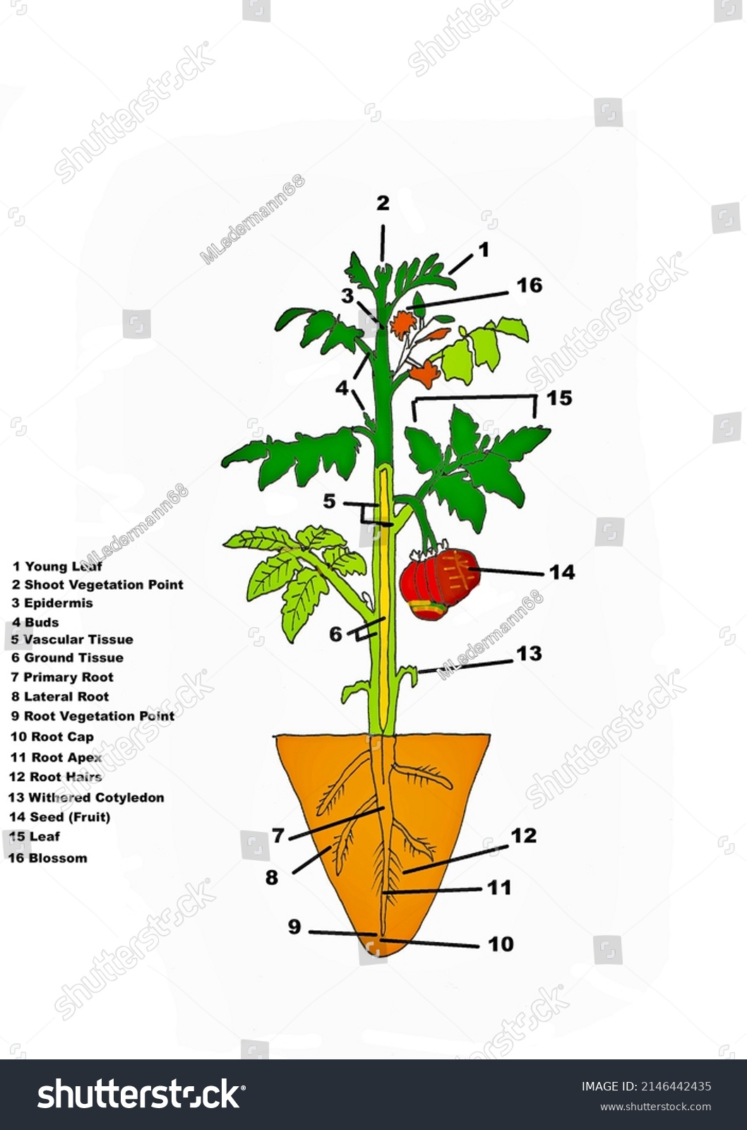 Anatomy Plant Descriptions Stock Illustration 2146442435 | Shutterstock