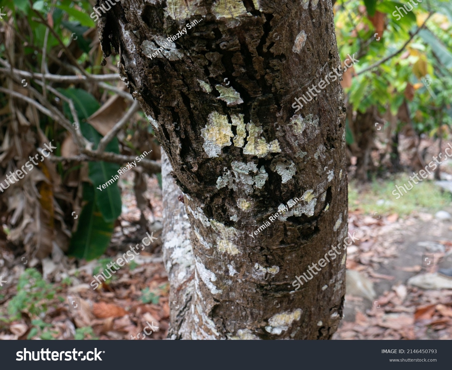 Rotten Cacao Cocoa Tree Trunks Stock Photo 2146450793 | Shutterstock