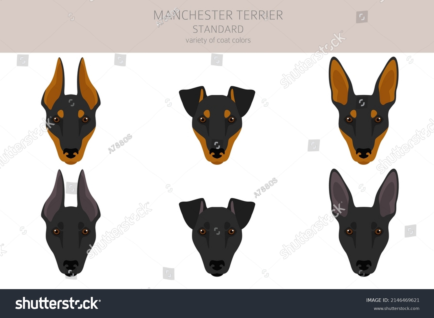 Manchester Terrier Standard Clipart Different Poses Stock Vector ...