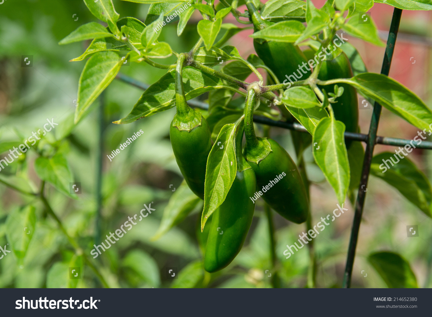 jalapeno seedlings