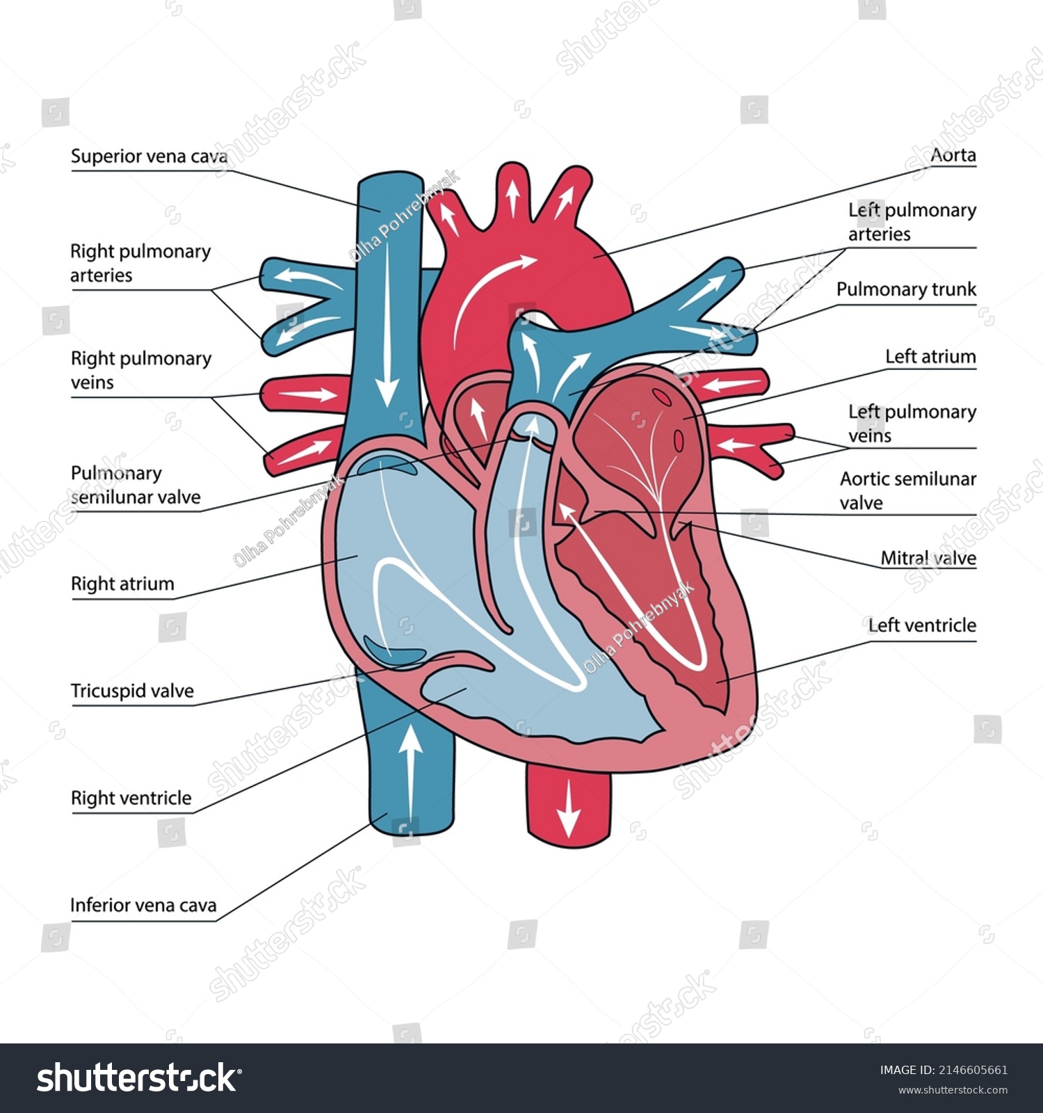 Anatomical Scheme Human Heart Blood Flow Stock Vector (Royalty Free ...