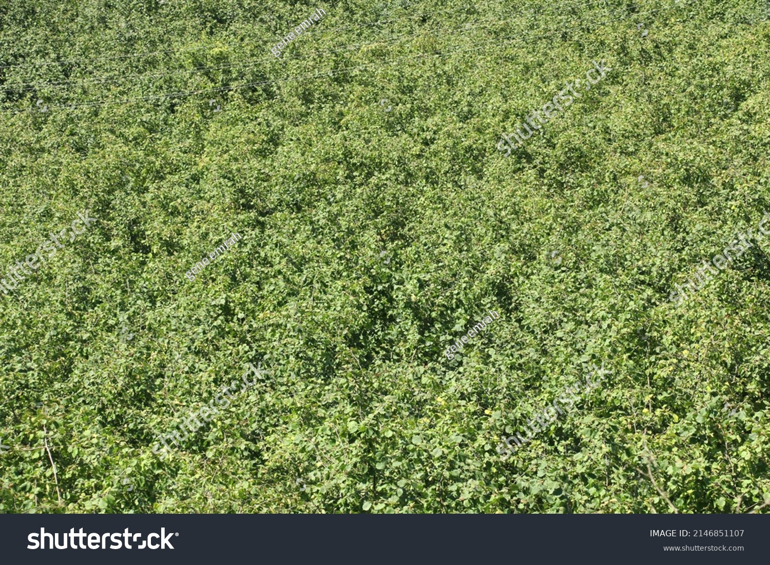 Turkey Hazelnut Orchard Urdu Famous Hazelnuts Stock Photo 2146851107