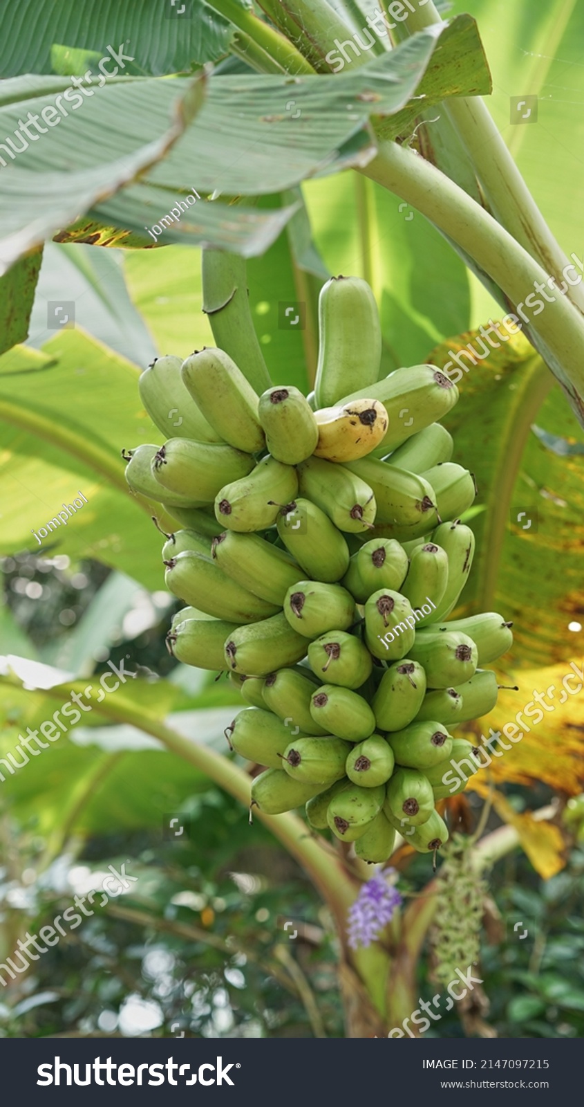 Hua Moa Banana Tropical Hawaiian Fruit Stock Photo 2147097215