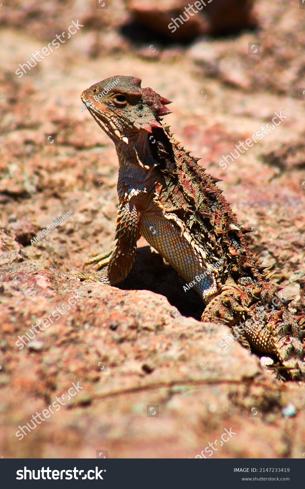 Selective Focus Mexican Plateau Horned Lizard Stock Photo 2147233419   Stock Photo Selective Focus Of Mexican Plateau Horned Lizard Phrynosoma Orbiculare With Background Blur Reptil 2147233419 