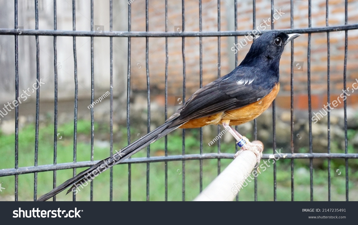 Murai Batu Stone Magpie Bird Indonesian Stock Photo 2147235491 ...