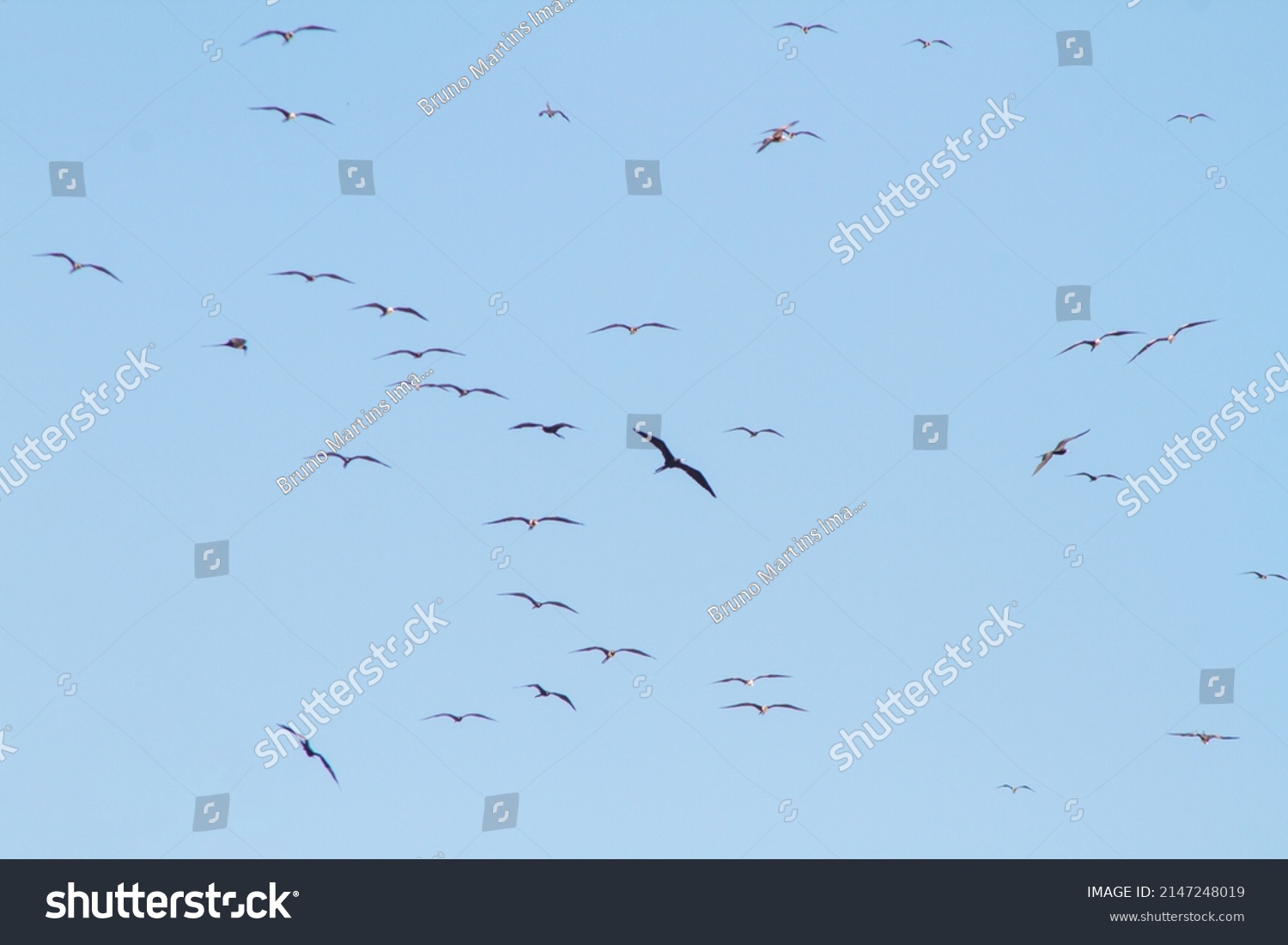 Frigate Bird Blue Sky Ipanema Beach Stock Photo 2147248019 Shutterstock frigate-bird-blue-sky-ipanema-beach-stock-photo-2147248019-shutterstock