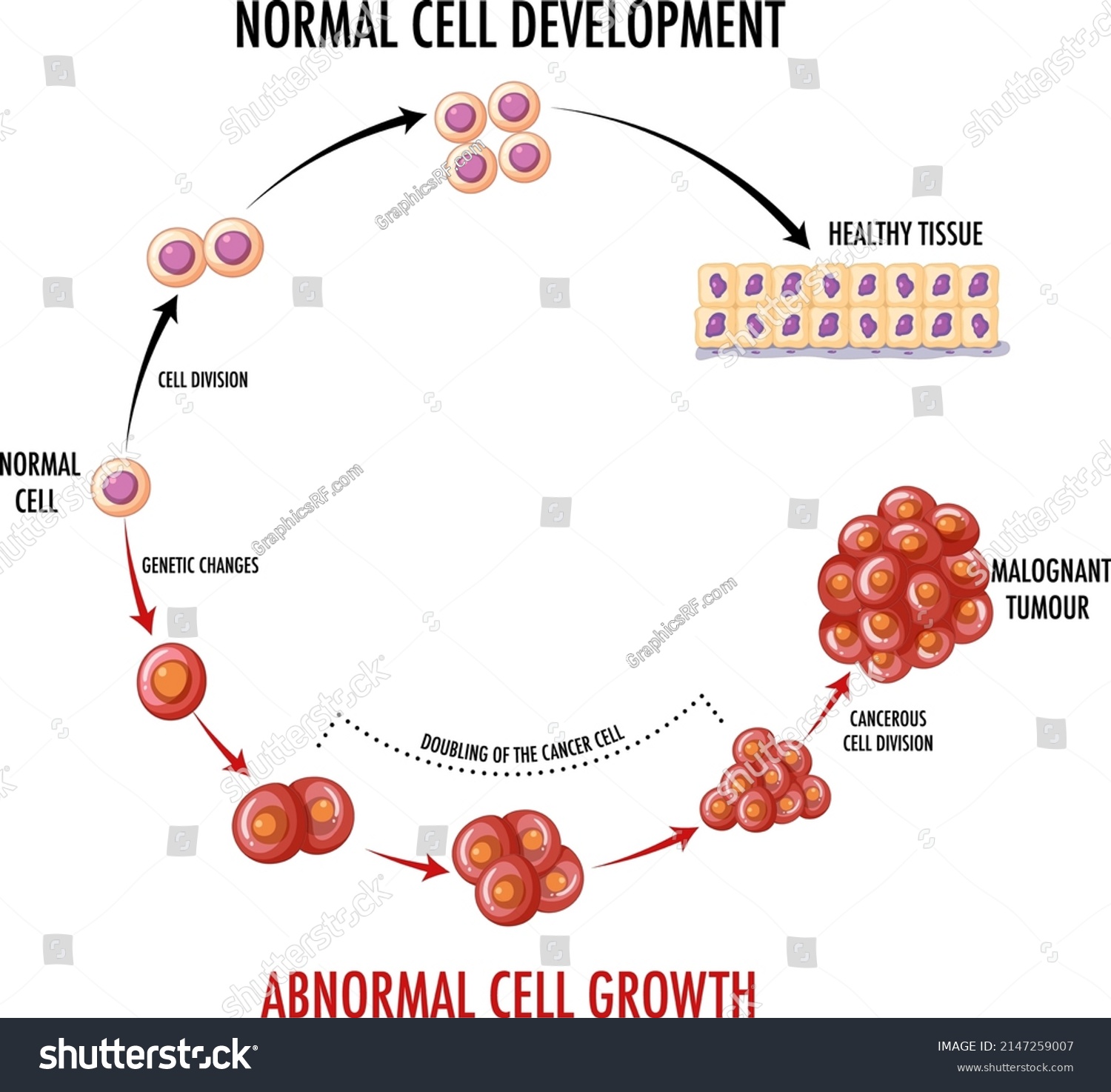 Diagram Showing Normal Cell Development Illustration Stock Vector ...