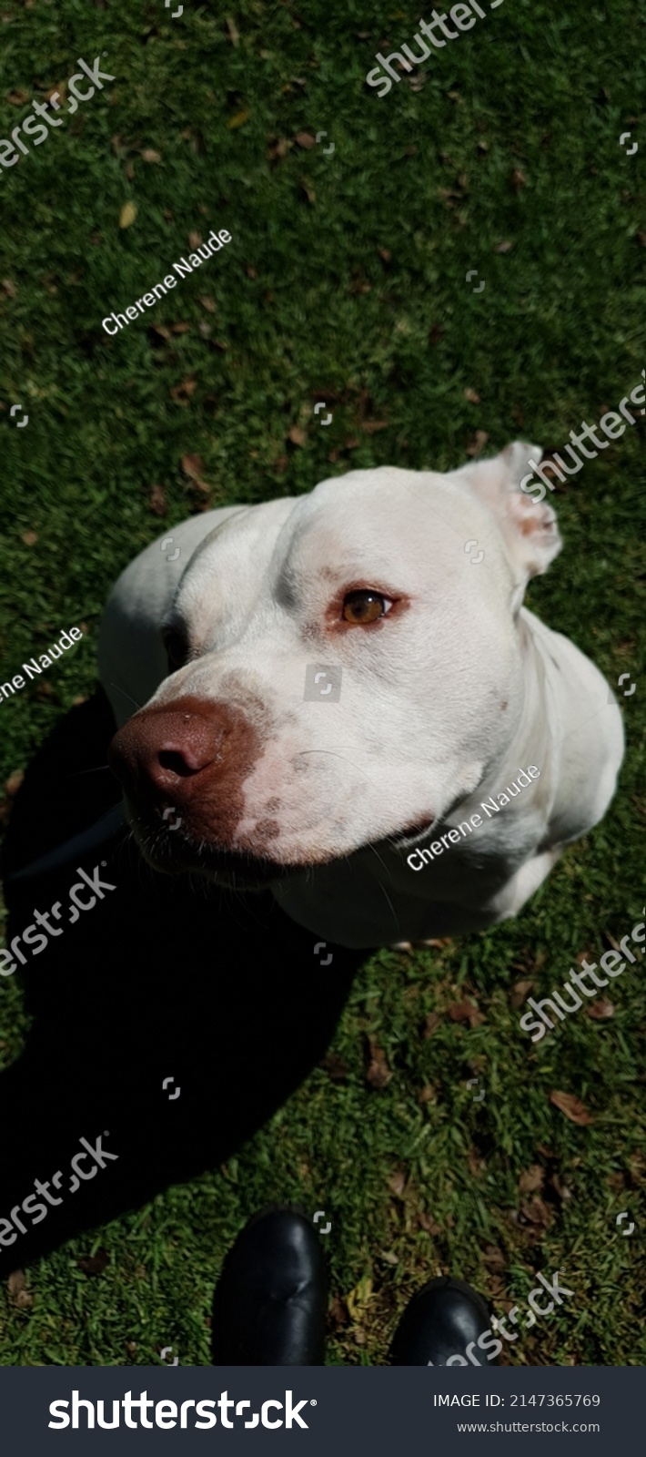 Gorgeous White Pitbull Green Eyes Stock Photo 2147365769 Shutterstock   Stock Photo Gorgeous White Pitbull Green Eyes 2147365769 