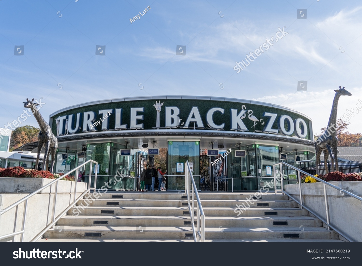 4,430 imágenes de Turtle on back Imágenes, fotos y vectores de stock