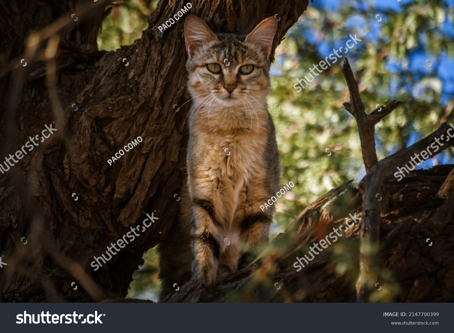 Southern African Wildcat Standing Front View Stock Photo 2147700399 ...