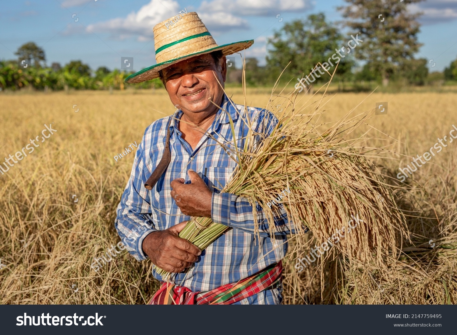 Smiling Elderly Man Farmer Holding Rice Stock Photo 2147759495 ...