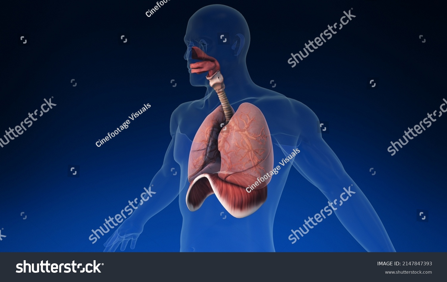 3d Human Lung Inside Human Body Stock Illustration 2147847393 ...