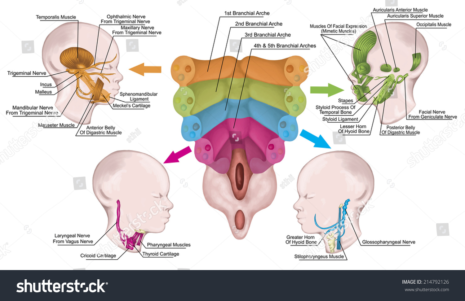 Pharyngeal arch development