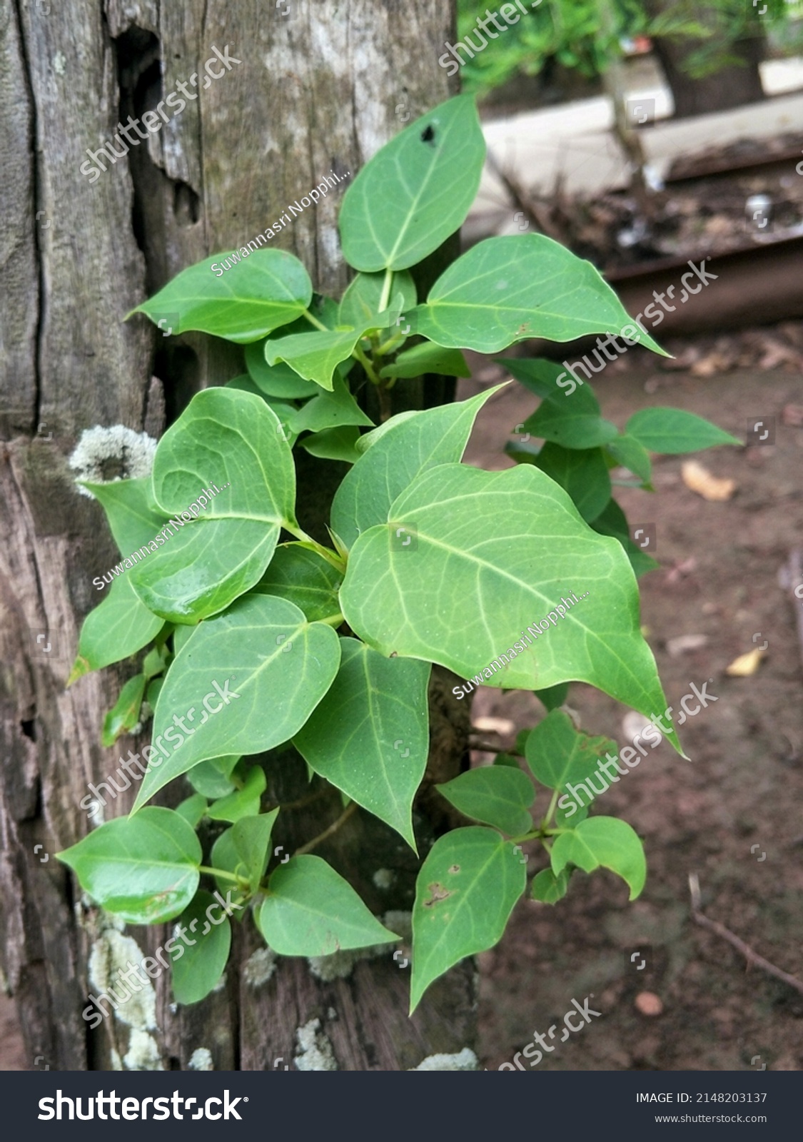 Surviving Small Plant Bodhi Tree Growing Stock Photo 2148203137 ...