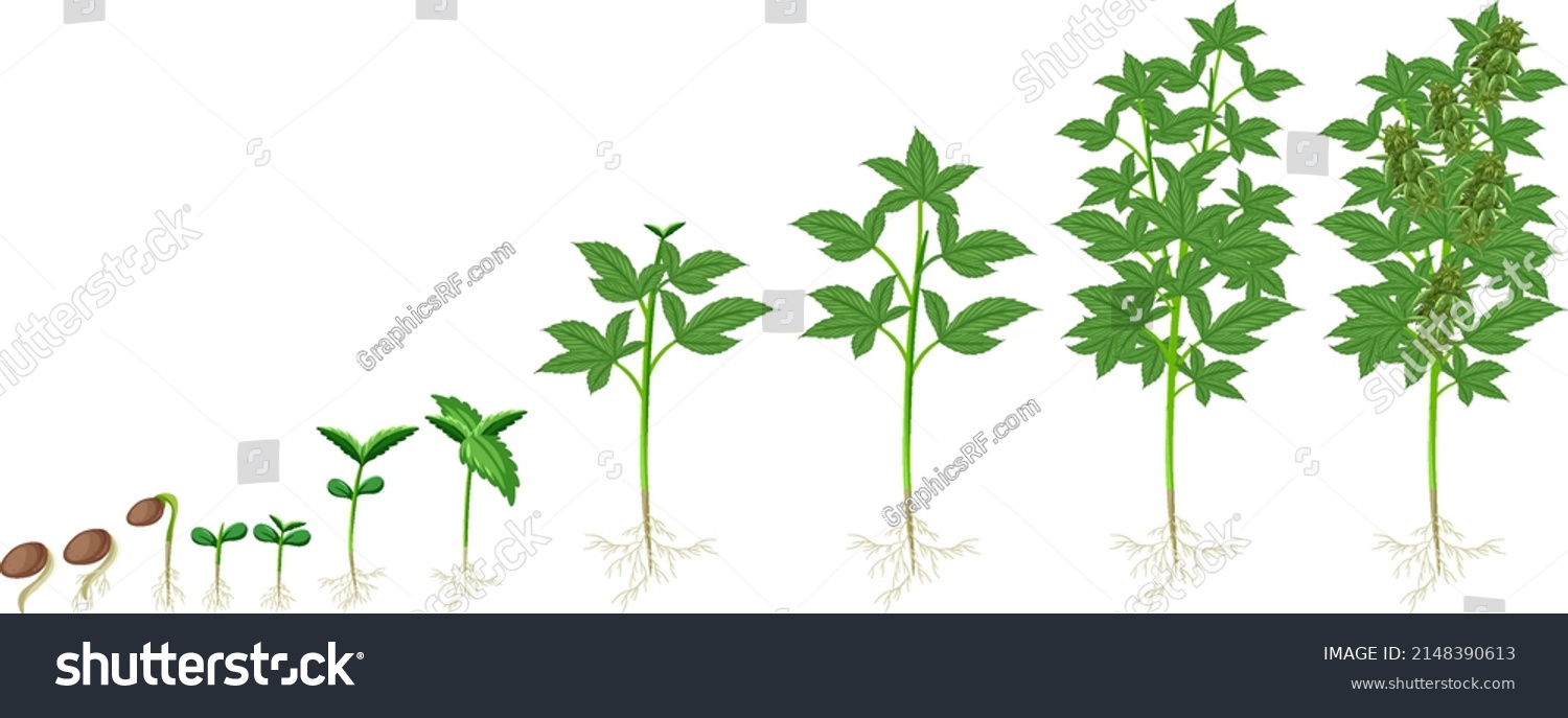 Different Stages Cannabis Plant Growing Illustration Stock Vector ...