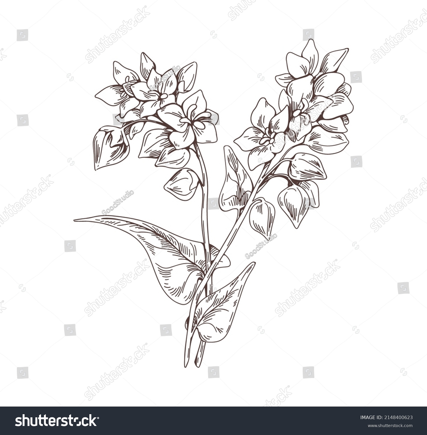 Outlined Buckwheat Vintage Monochrome Drawing Field Stock Vector ...