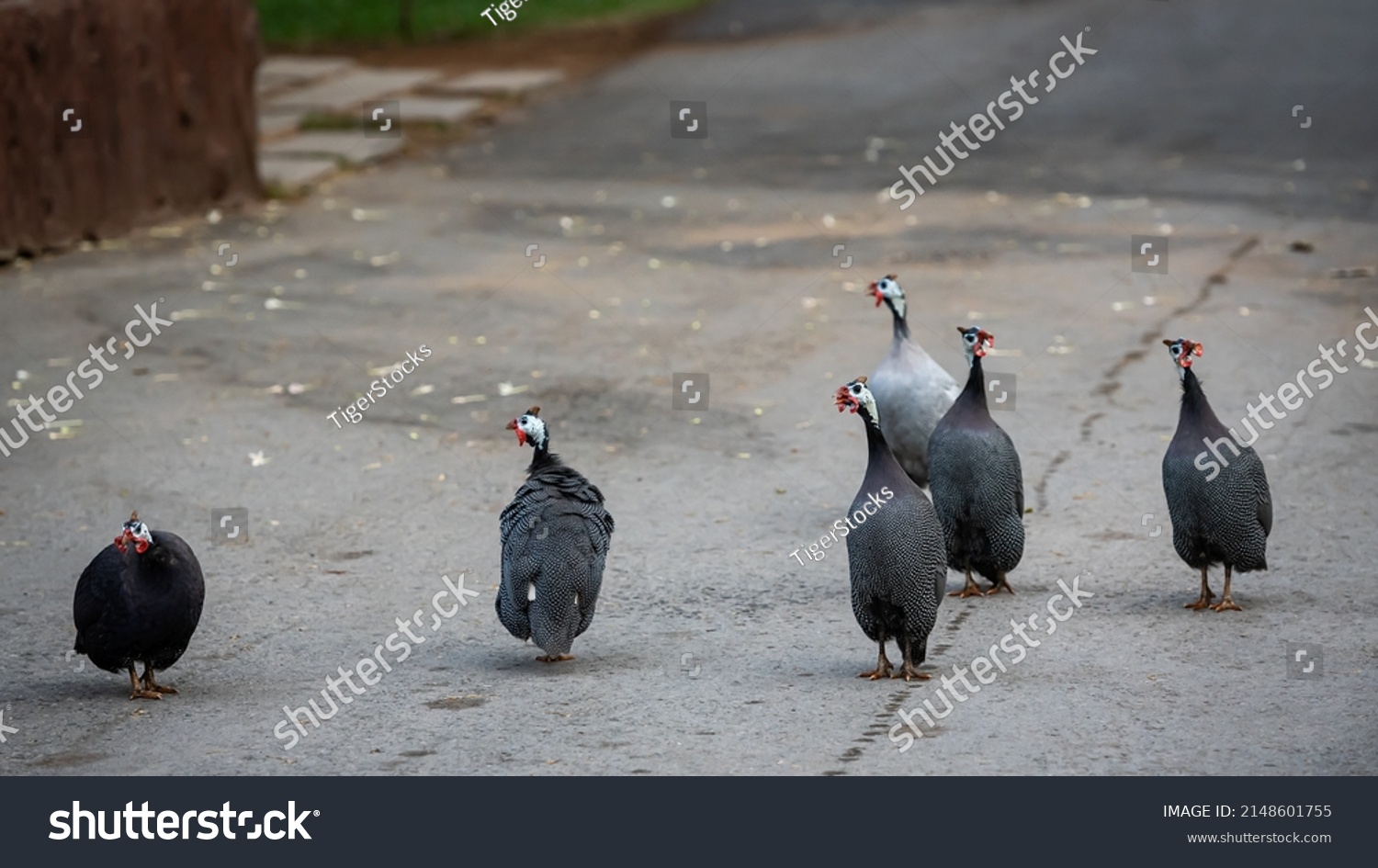 Group Crested Guineafowl Guttera Pucherani Kwazulu Stock Photo ...