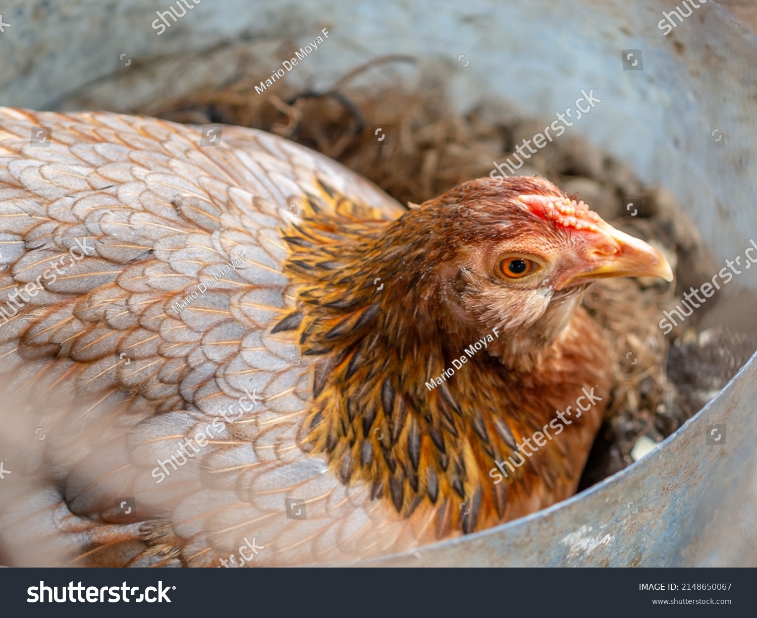 Hen Brooding Eggs Farm Stock Photo 2148650067 Shutterstock