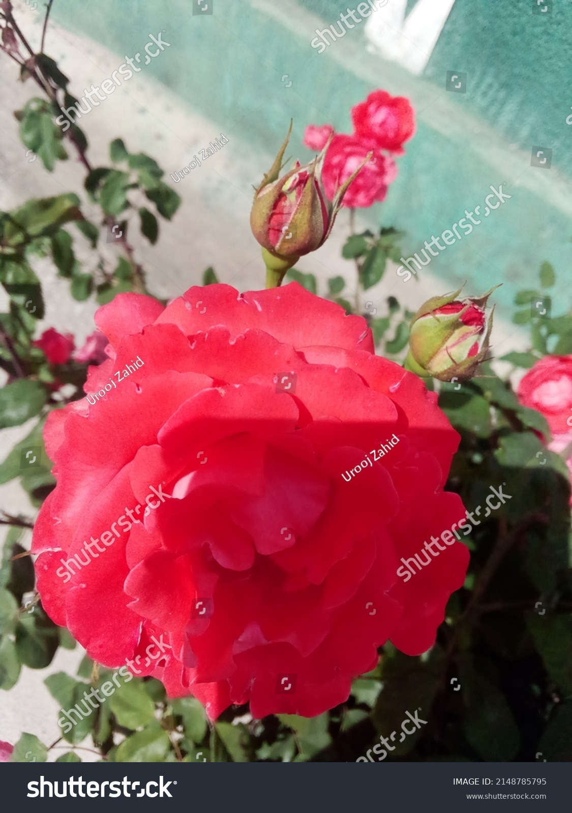 Red Rose Flower Beautiful Kashmir Stock Photo 2148785795 | Shutterstock