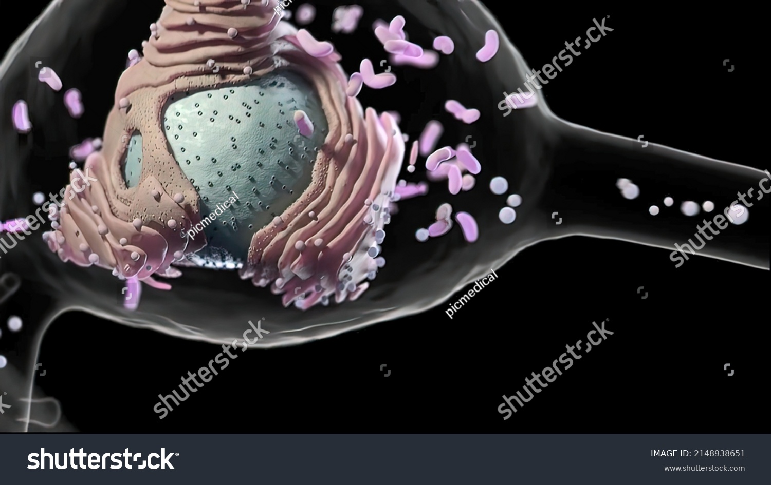 Dataset Human Medial Temporal Lobe Single Stock Illustration 2148938651 ...