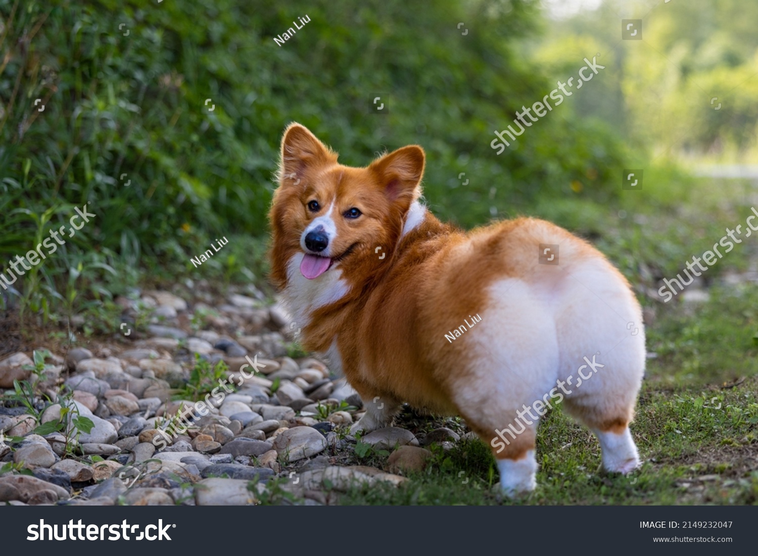 are corgis related to foxes