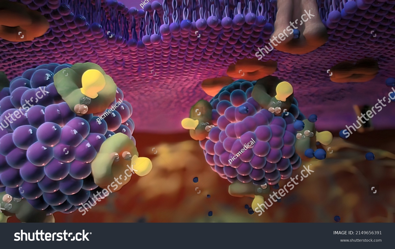 Ion Channels Epithelial Cells Serve Move Stock Illustration 2149656391 ...