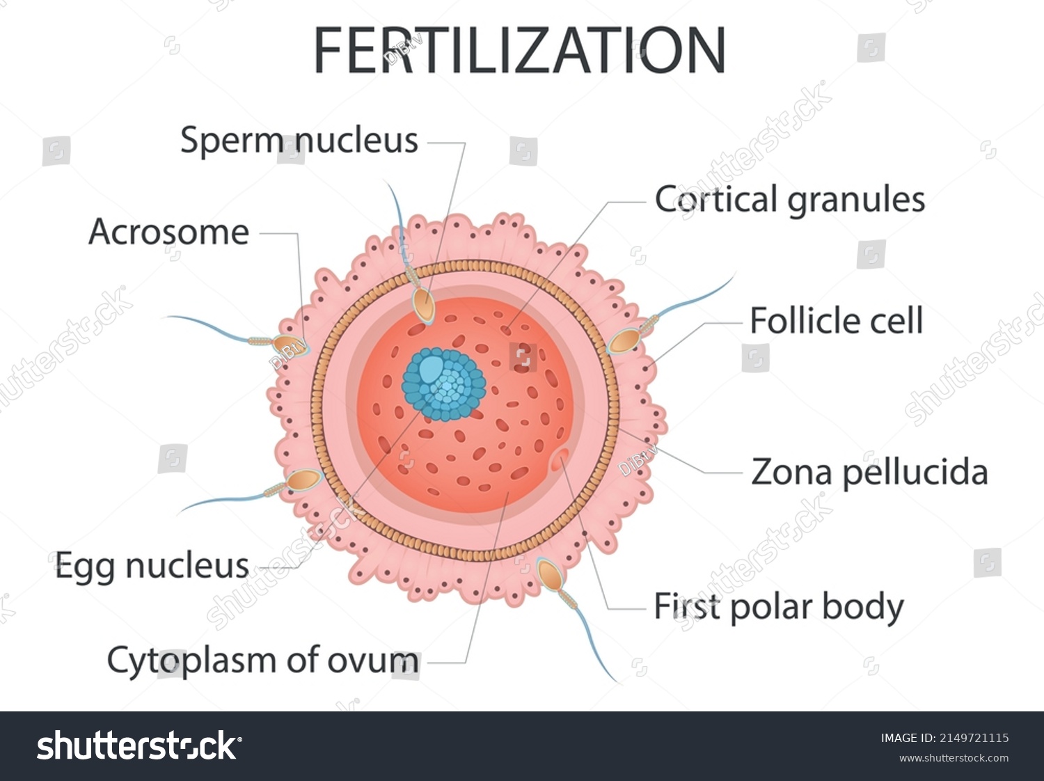 Diagram Fertilization Medical Vector Illustration Isolated Stock Vector ...