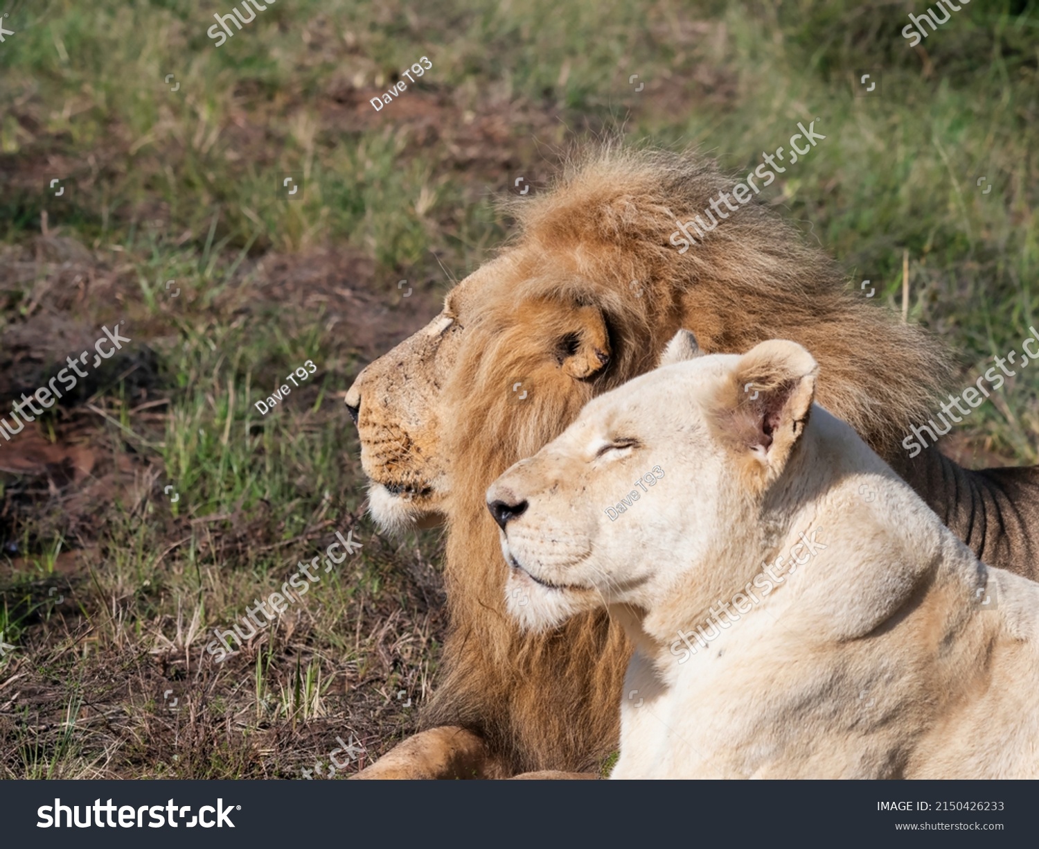 Male Lion White Lioness Basking Sun Stock Photo 2150426233 | Shutterstock