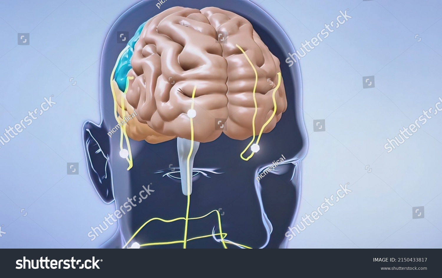 Neurons Fundamental Units Brain Nervous System Stock Illustration Neurons Fundamental Units Brain Nervous System Stock Illustration