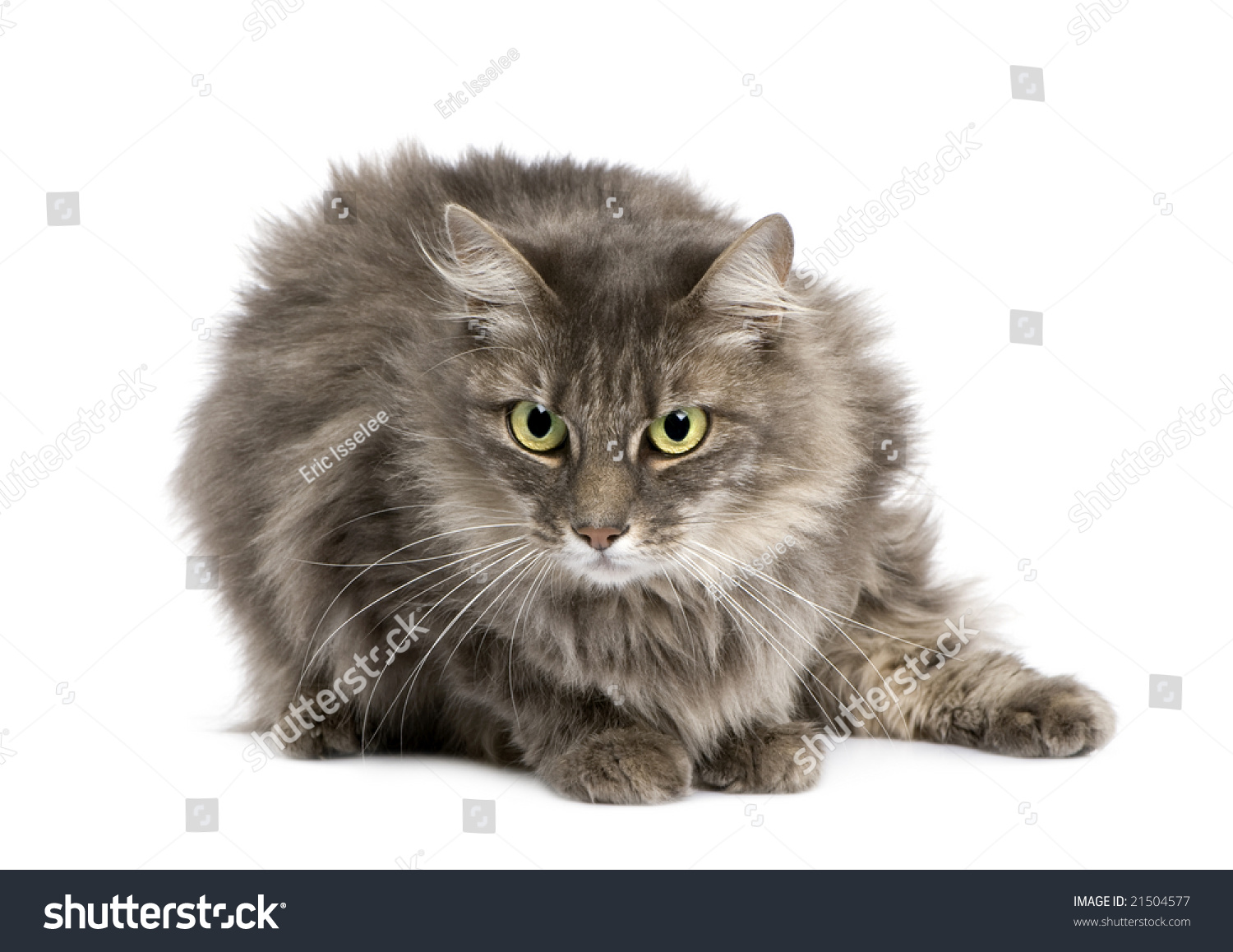 Photo De Stock Chat D Angora Croise Et Chat Europeen Shutterstock