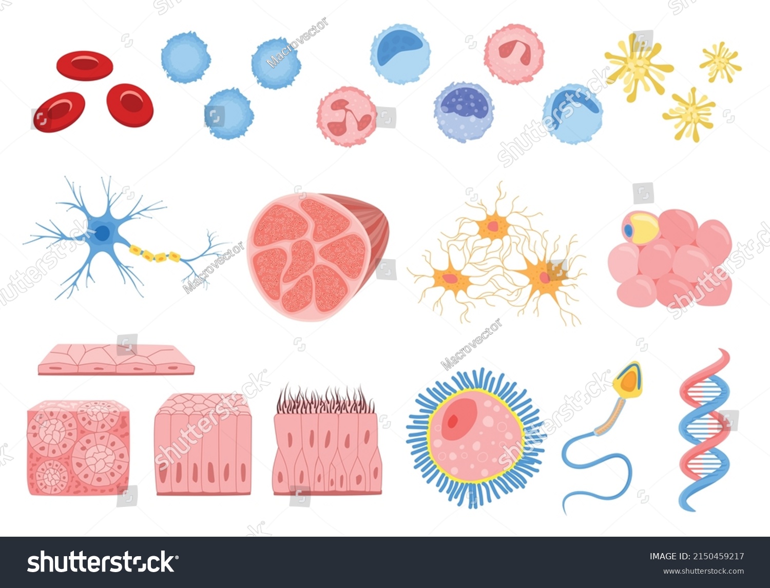 Set Isolated Human Cells Flat Icons Stock Vector (Royalty Free ...