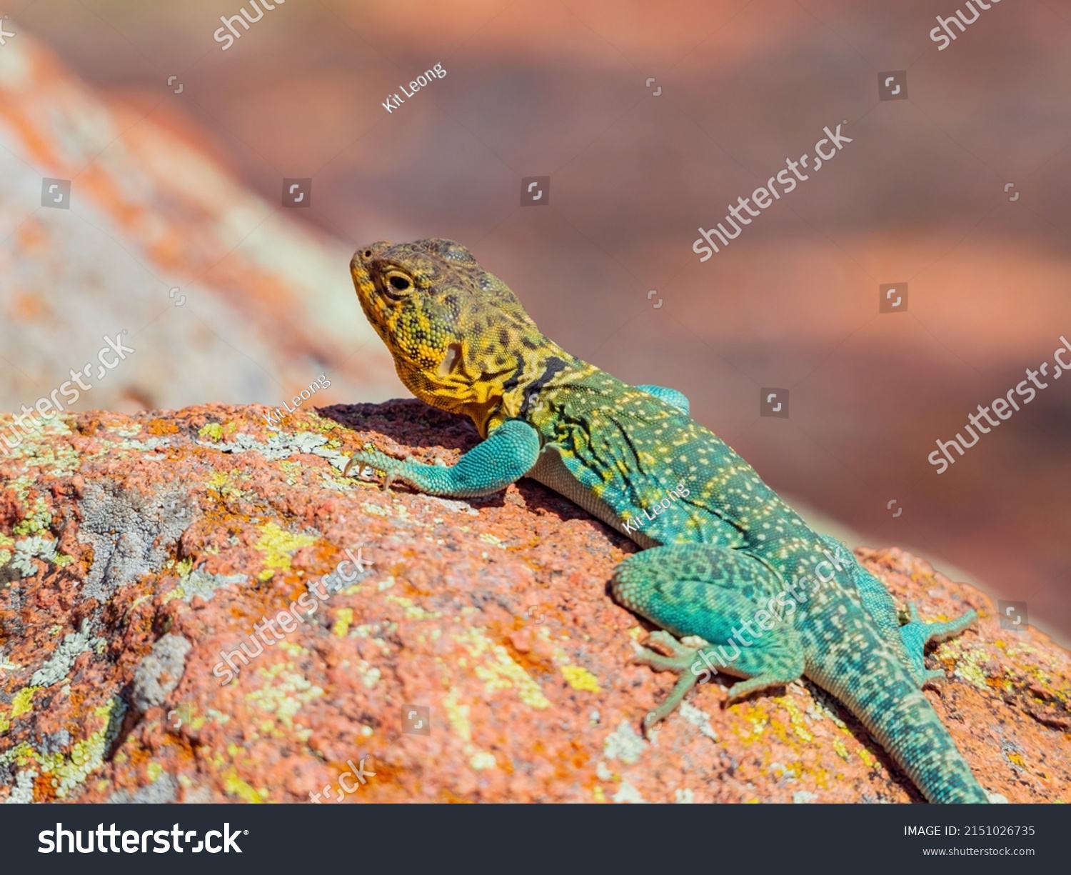 214 Common Collared Lizard Images, Stock Photos & Vectors | Shutterstock