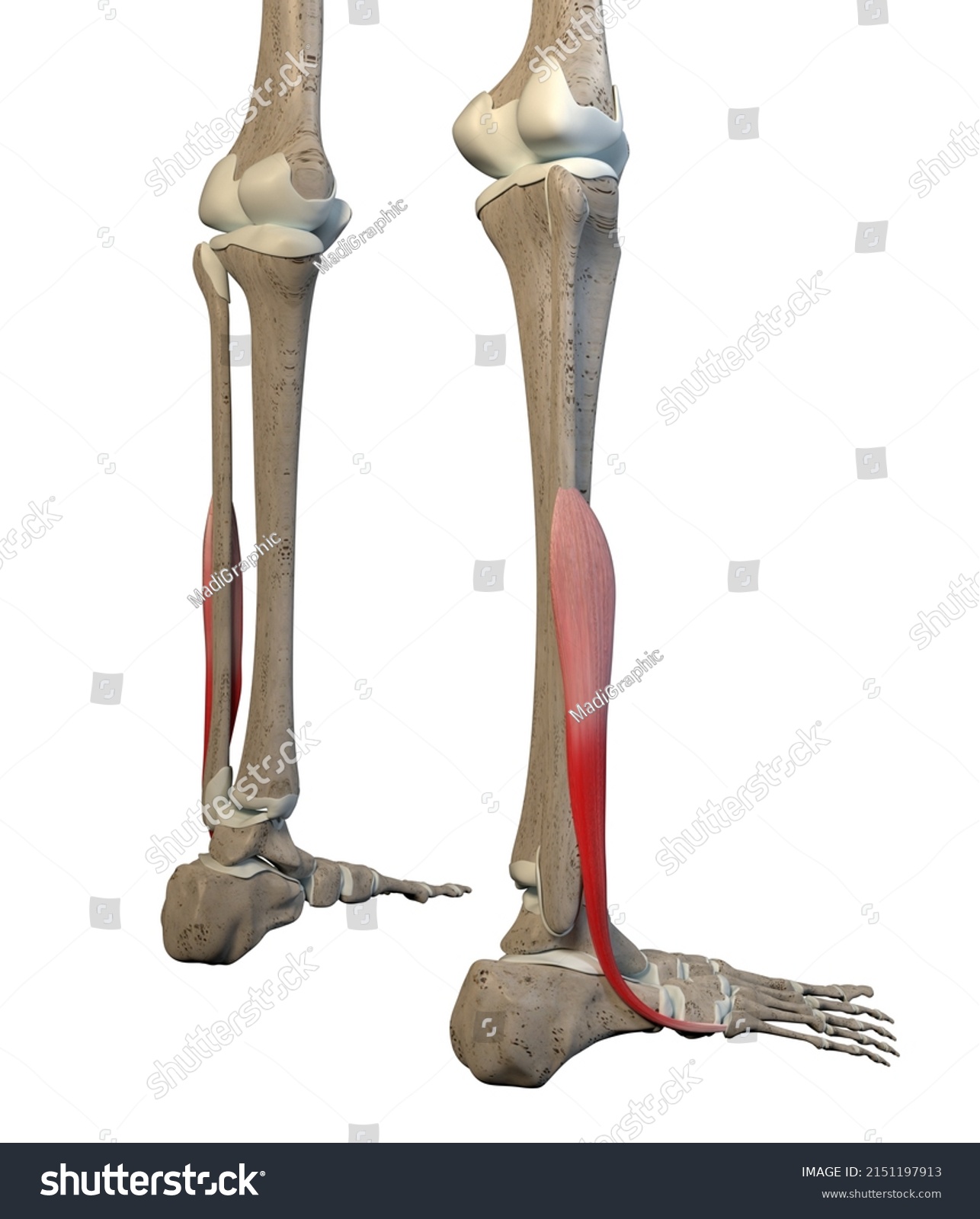 This 3d Illustration Shows Fibularis Brevis Stock Illustration ...