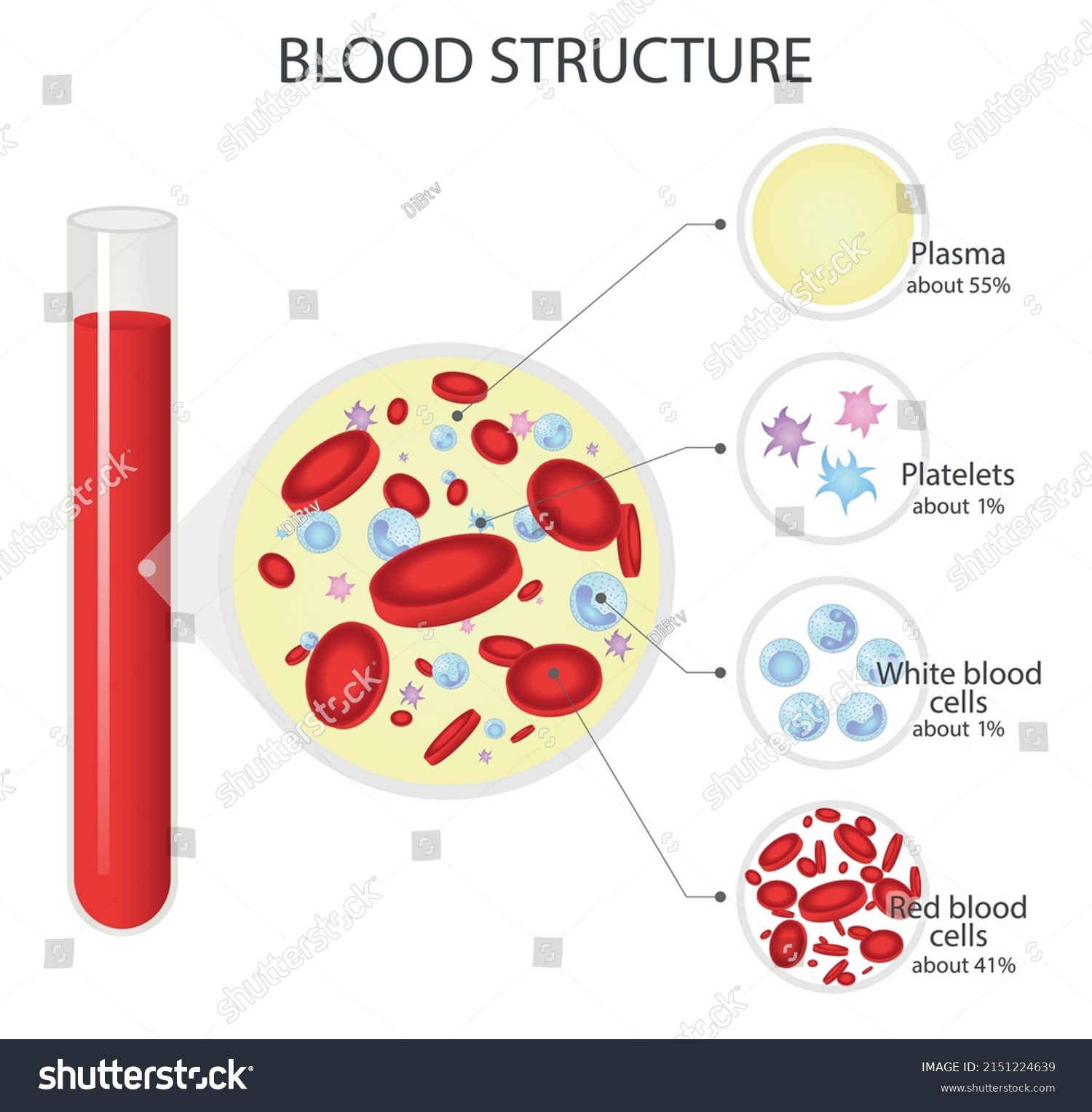 Composition Whole Blood Vector Diagram Blood Stock Vector (Royalty Free ...